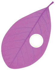 Polygon