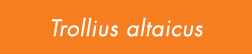 Trollius altaicus