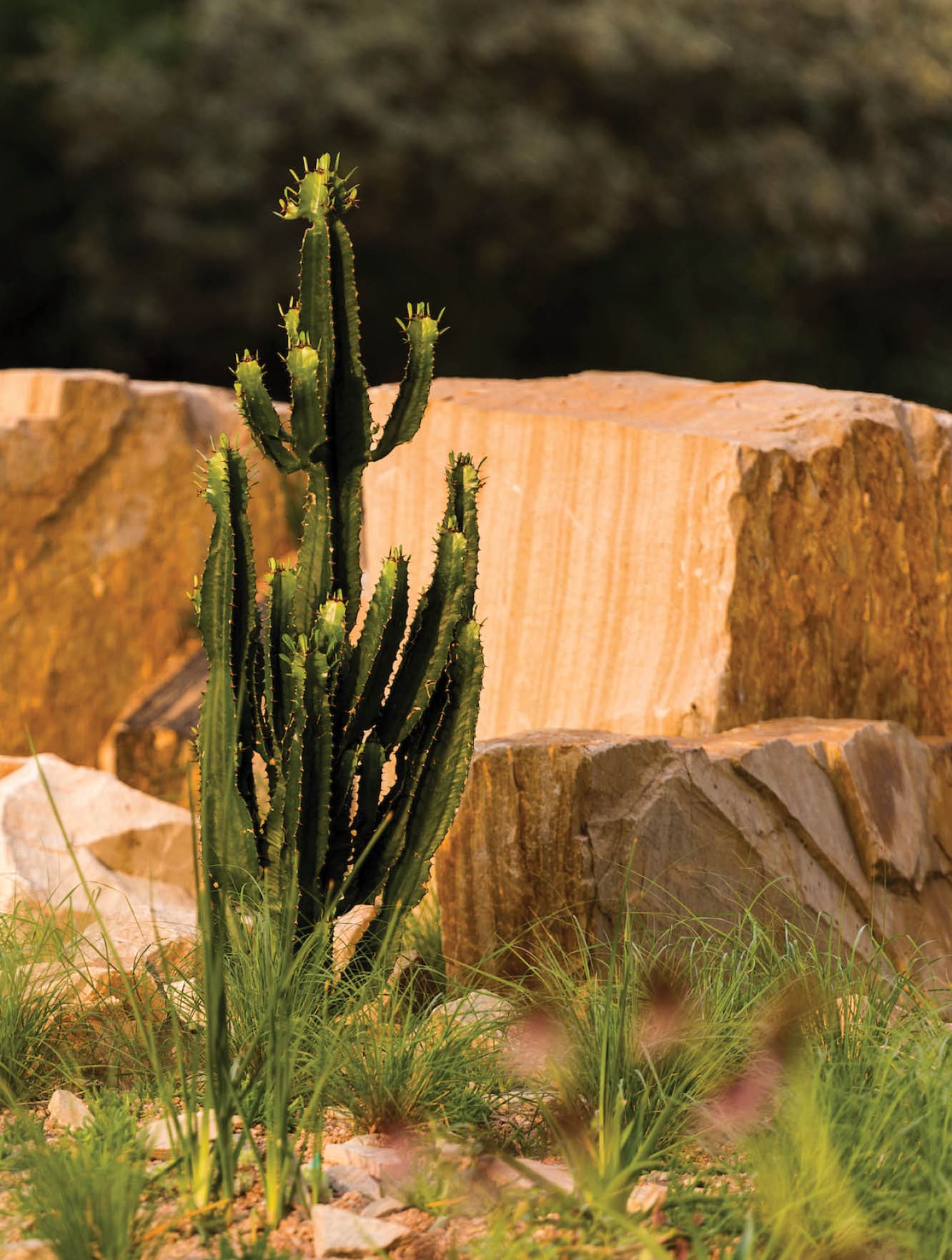 steppe garden