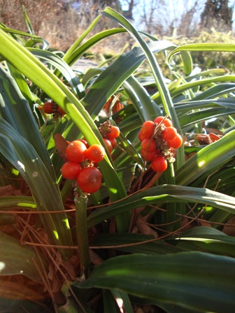 Rohdea japonica in winter glory
