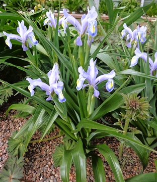 Iris graeberiana x magnifica DSC05482