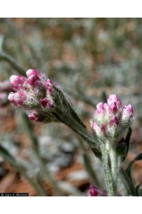 Gary A. Monroe @ USDA-NRCS PLANTS Database