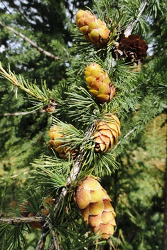 larch cones