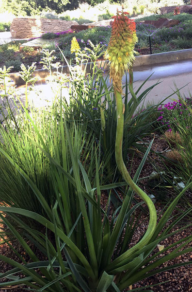 The distinct curve and twist of this stem is a characteristic sign of fasciation The distinct curve and twist of this stem is a characteristic sign of fasciation