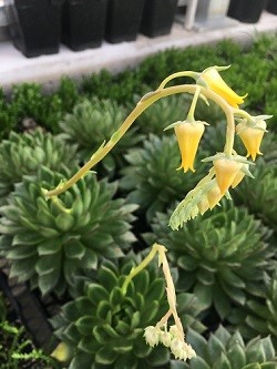 Echeveria x pulidonis