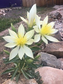 Mentzelia decappatala