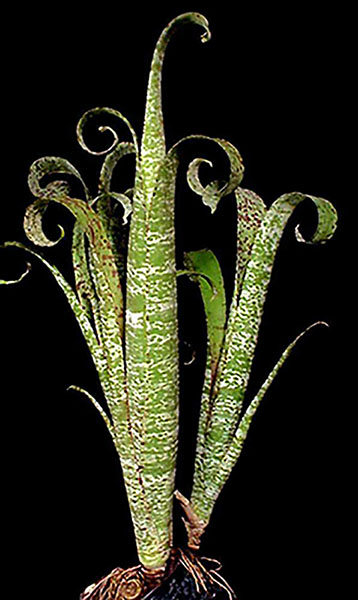 Quesnelia Q. marmorata ‘Tim Plowman’