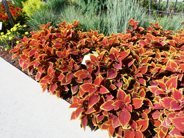 First Runner Up: Plectranthus ‘UF06419’ Trusty Rusty, Ball FloraPlant First Runner Up: Plectranthus ‘UF06419’ Trusty Rusty, Ball FloraPlant