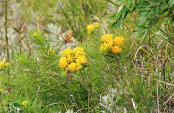 Monarch butterfly on asclepias tuberosa