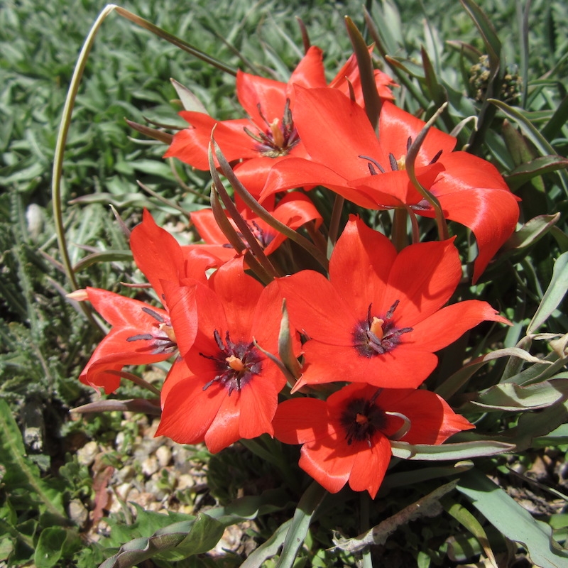 Tulipa linearifolia in the upper meadow