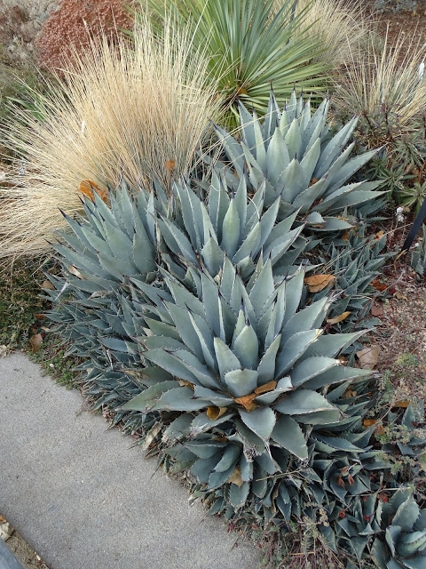 Agave neomexicana
