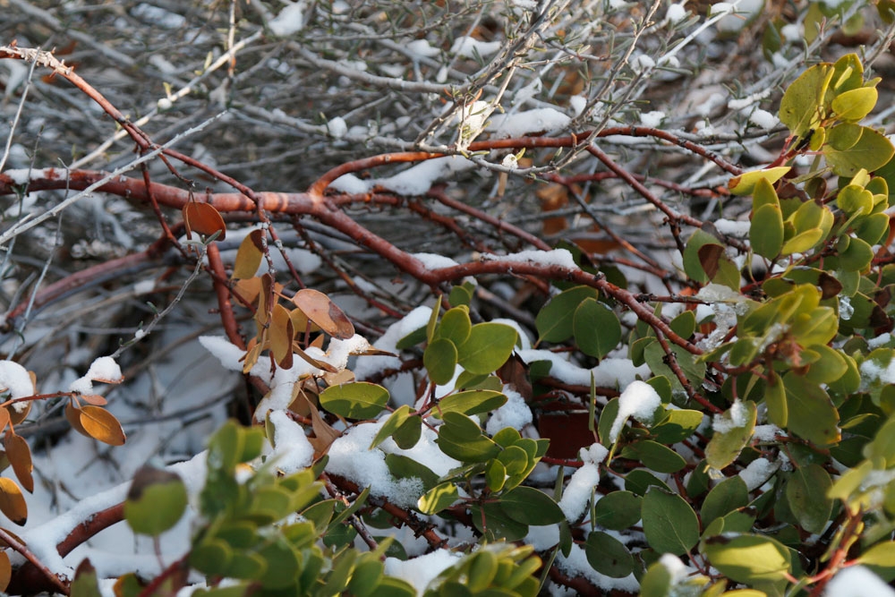 Arctostaphylos can be seen on the east face of Dryland Mesa 