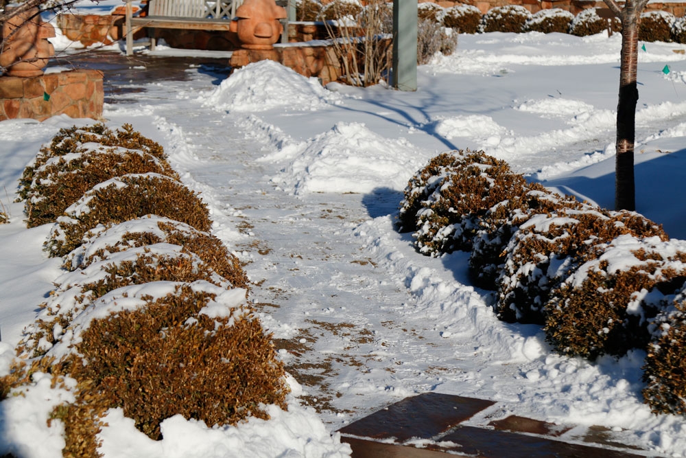 Garden boxwoods (Buxus ‘Green Velvet’) are grown to create separation in the garden beds of Le Potager 