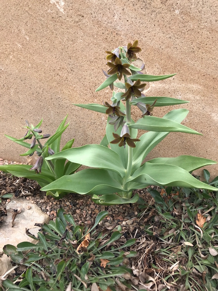 Fritillaria sewerzowii ‘Black Bear’