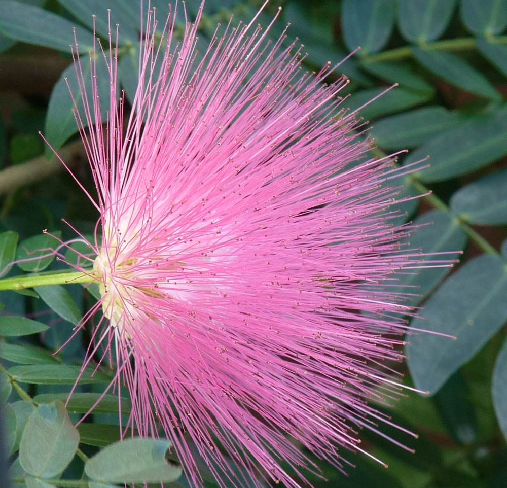 Calliandra surinamensis