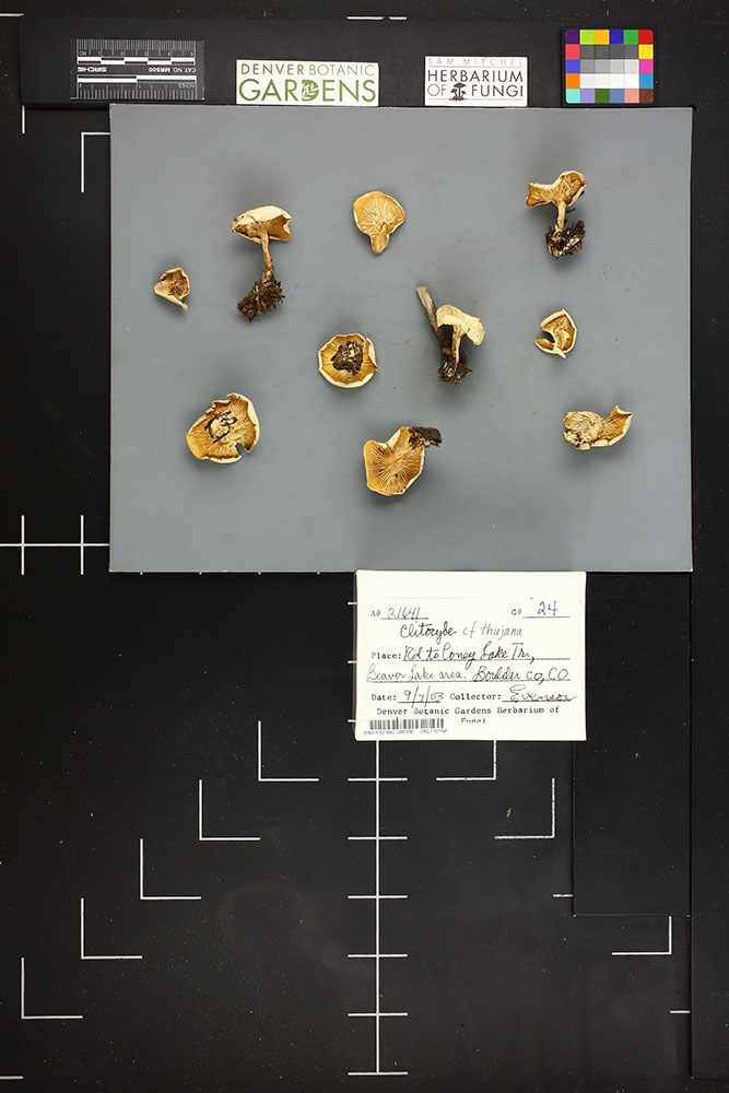 A Clitocybe specimen from the Sam Mitchel Herbarium of Fungi, collected by Emeritus Curator Vera Evenson in Boulder County.
