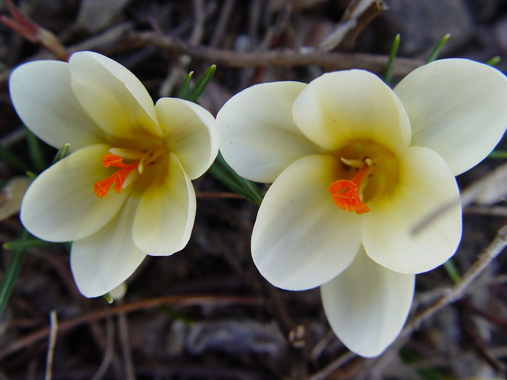 Crocus chrysanthus 'Cream Beauty'