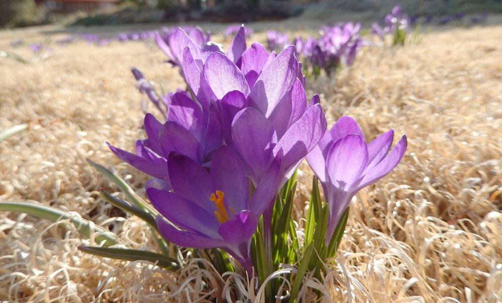 Crocus tommasinianus 'Whitewell Purple'