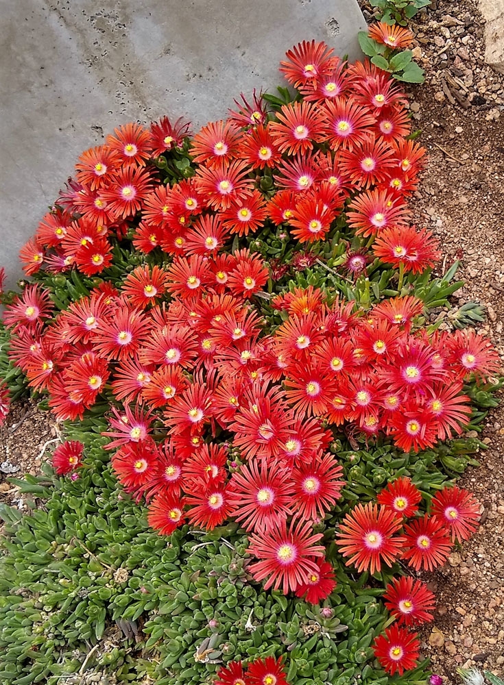 Delosperma RED MOUNTAIN® Flame ice plant