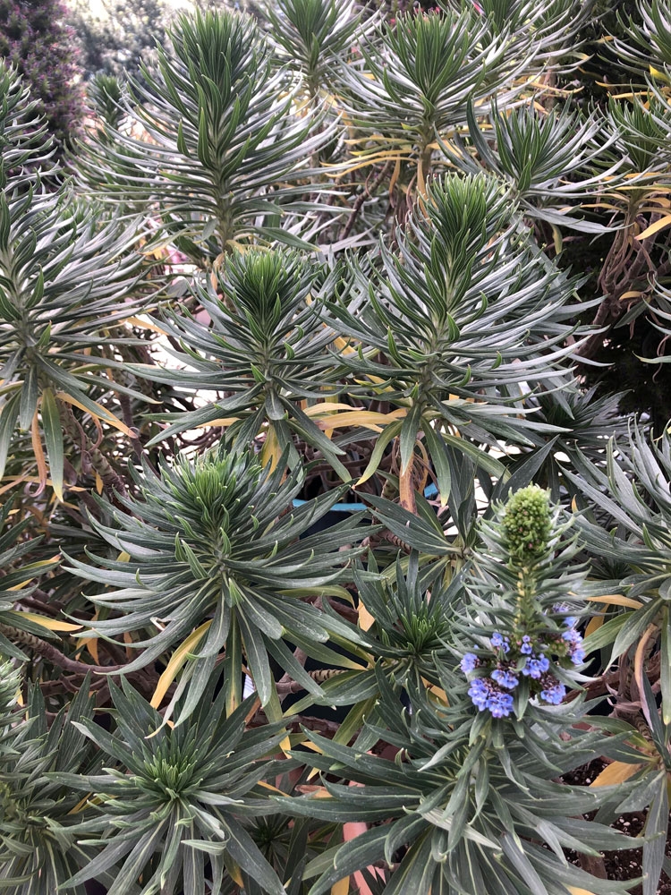Echium candicans