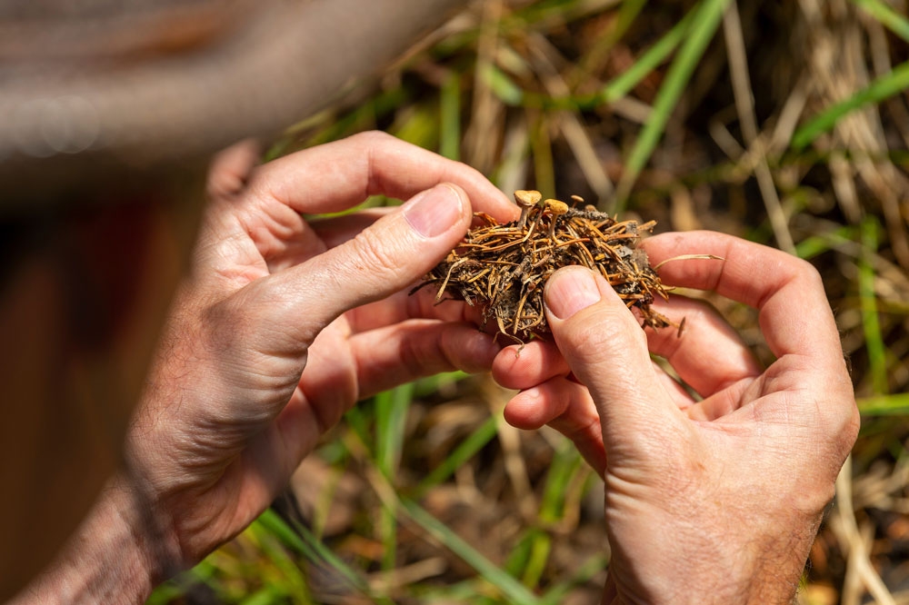 Examining a fungal specimen during a foray
