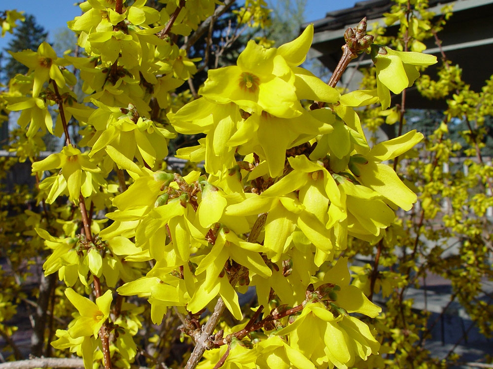 Forsythia 'Beatrix Ferrand'