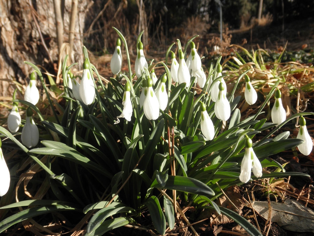Galanthus elwesii 