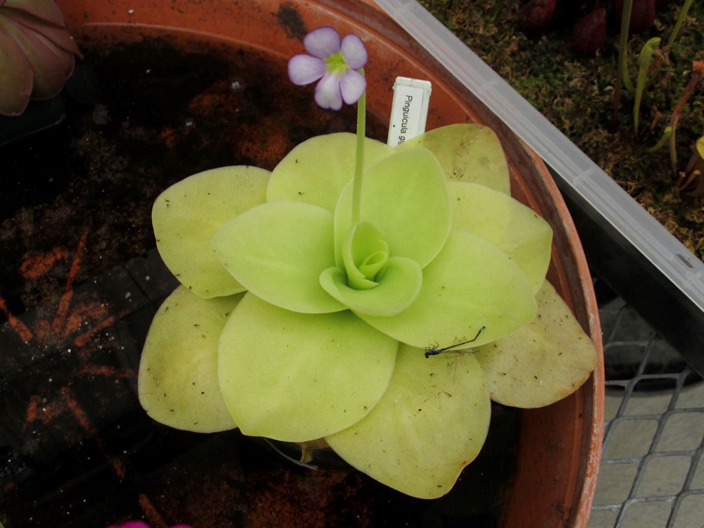 Giant Butterwort, Pinguicula gigantea