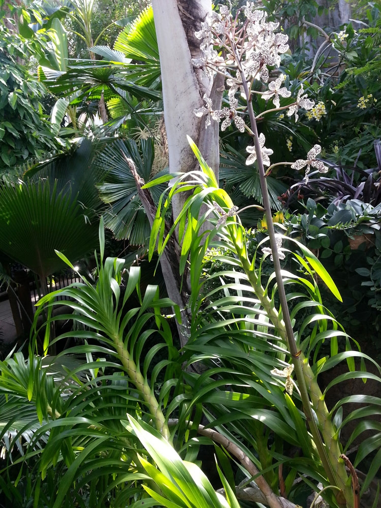 Grammatophyllum speciosum, epiphytic orchid