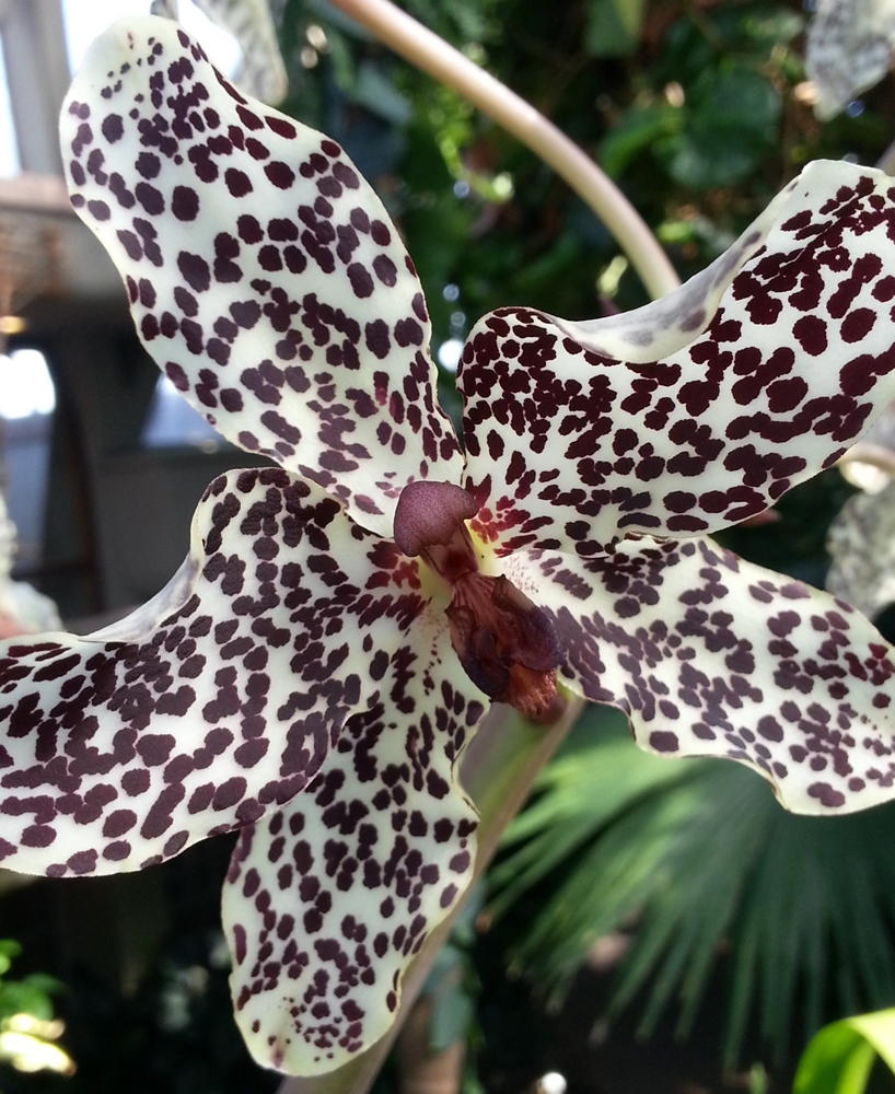 Grammatophyllum speciosum, epiphytic orchid