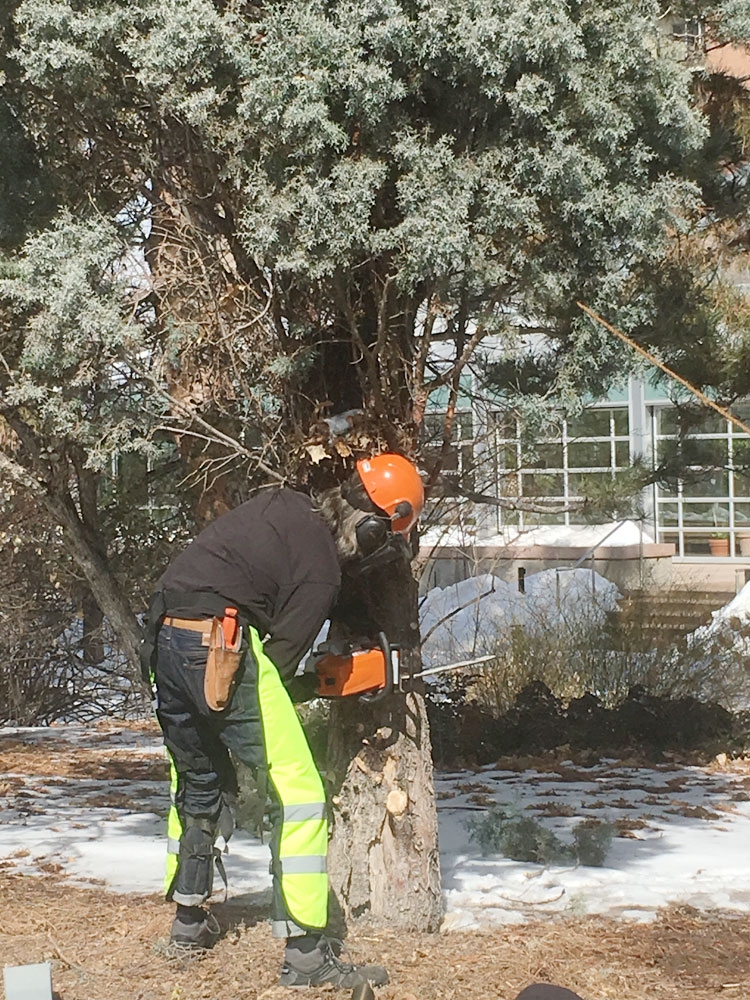 Felling a tree in the Steppe Garden