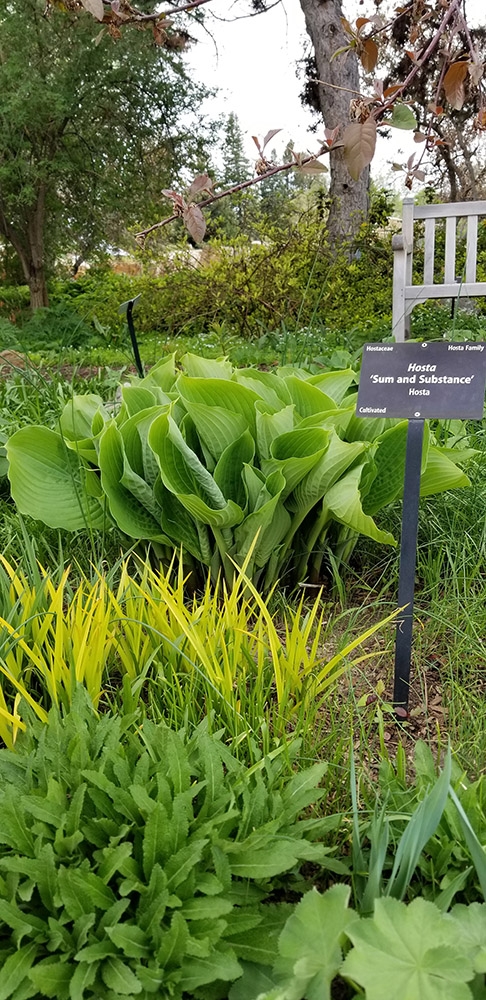 Hosta