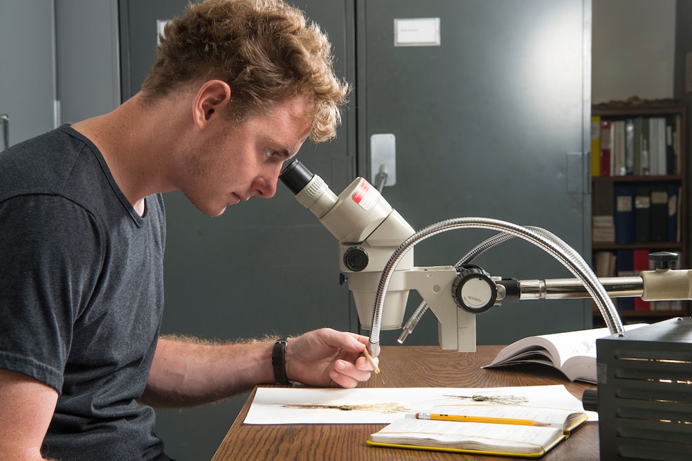 Identifying plant specimens