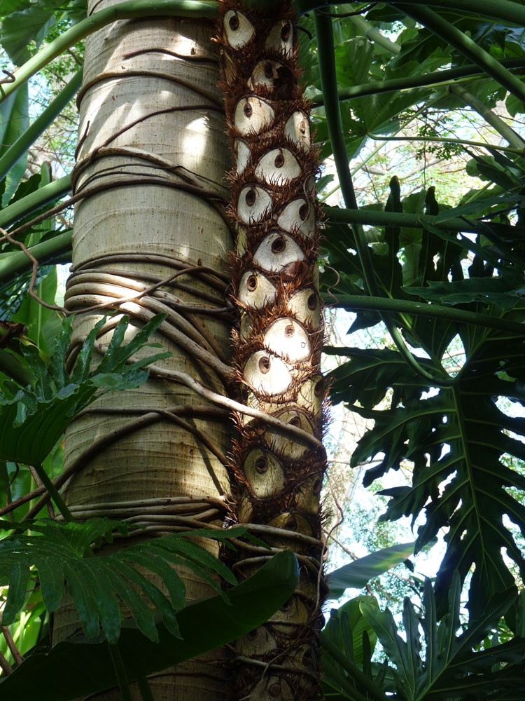 tropical collection gallery 2