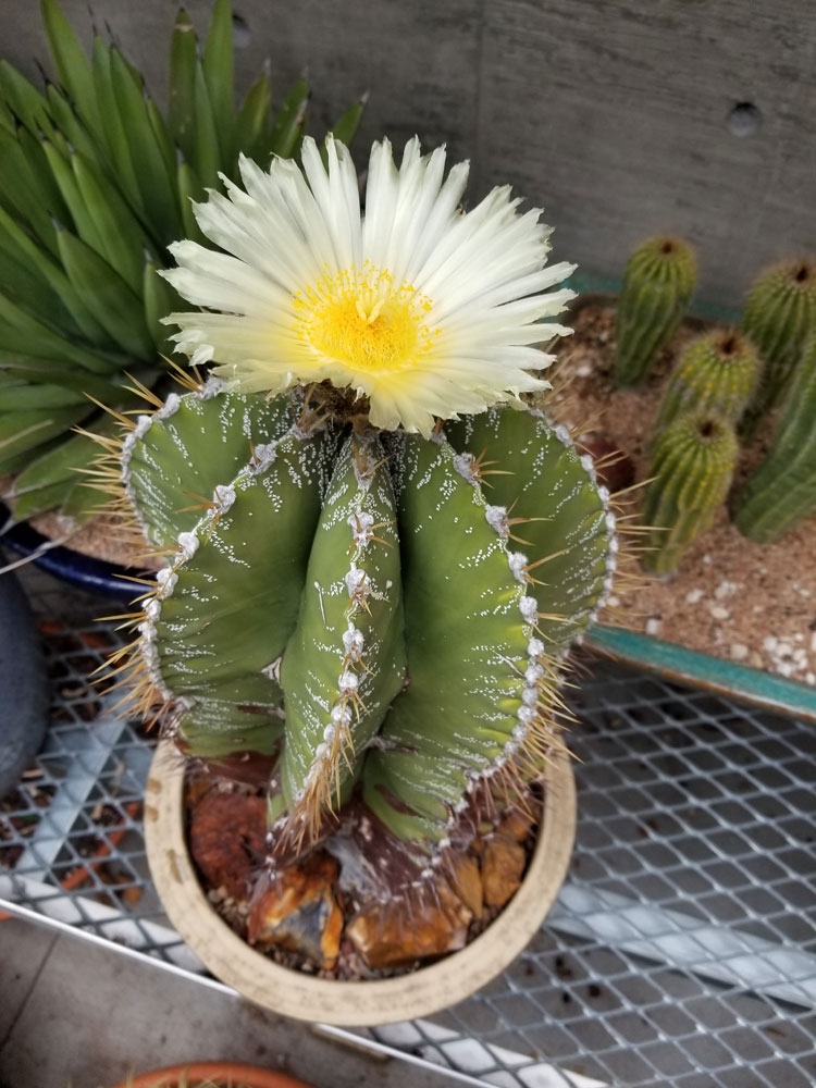 Astrophytum Ornatum