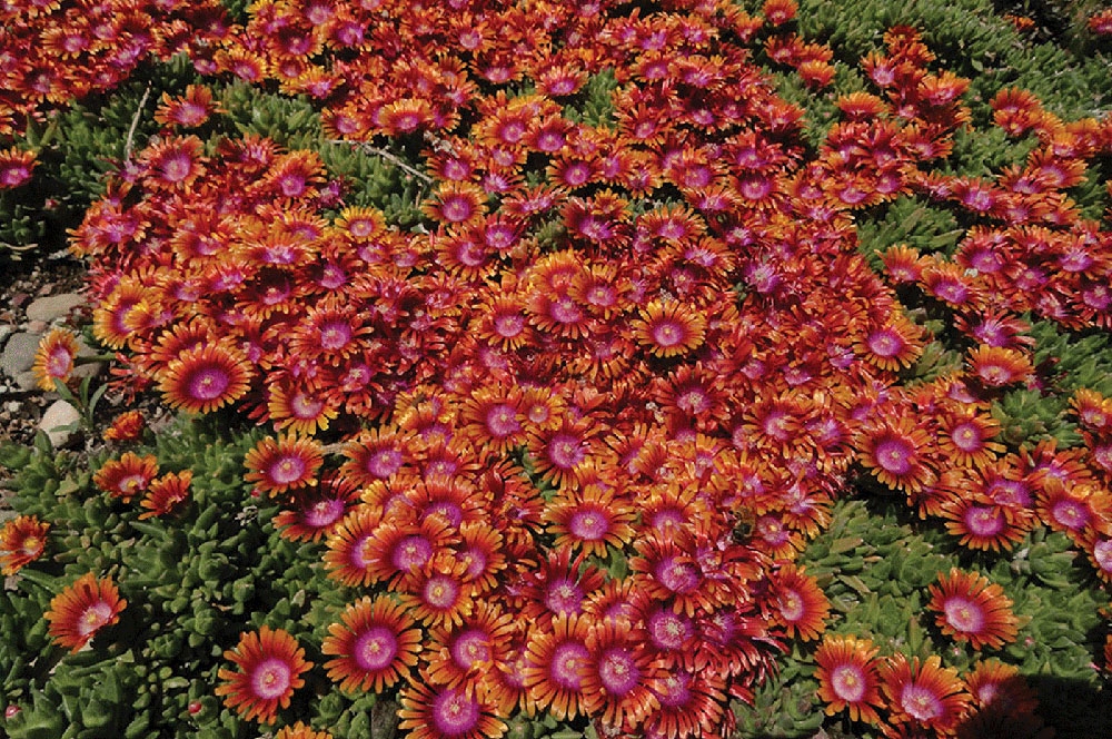 Delosperma Firespinner
