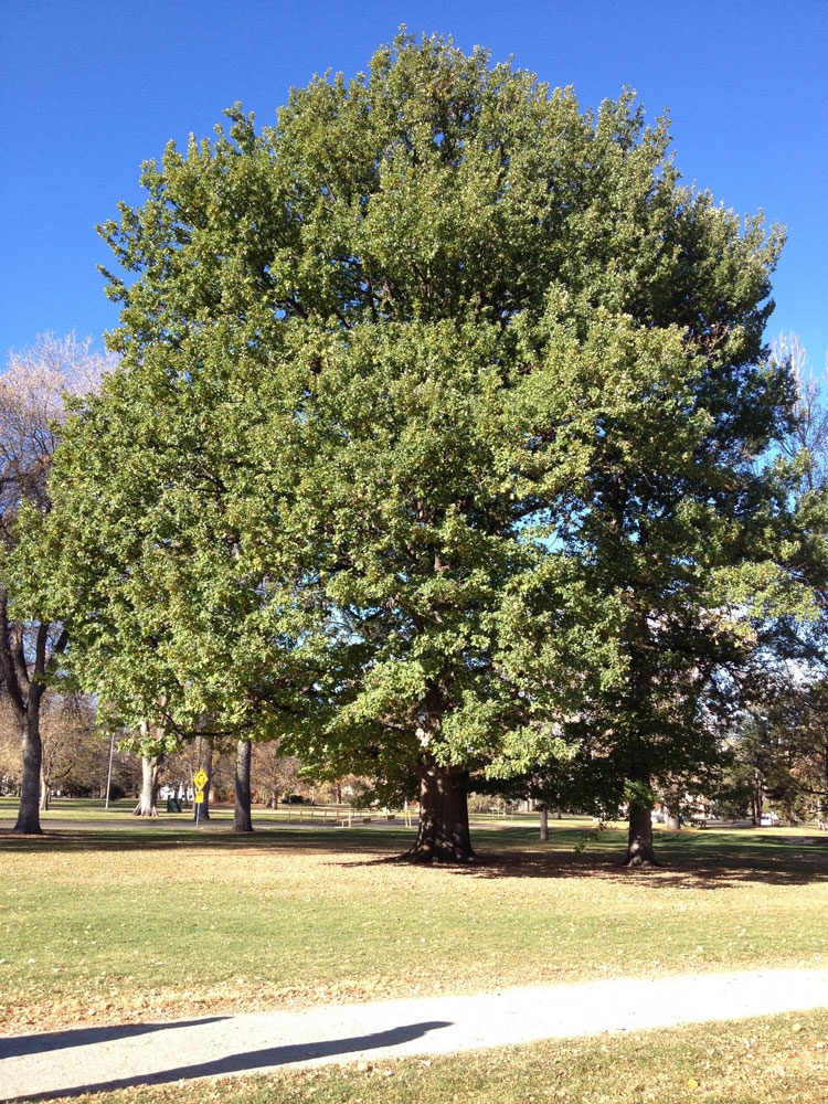 English oak (Quercus robur) in City Park