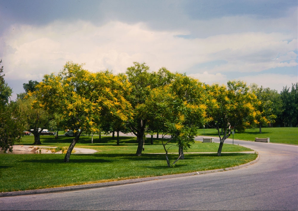 Golden Raintrees, 1968