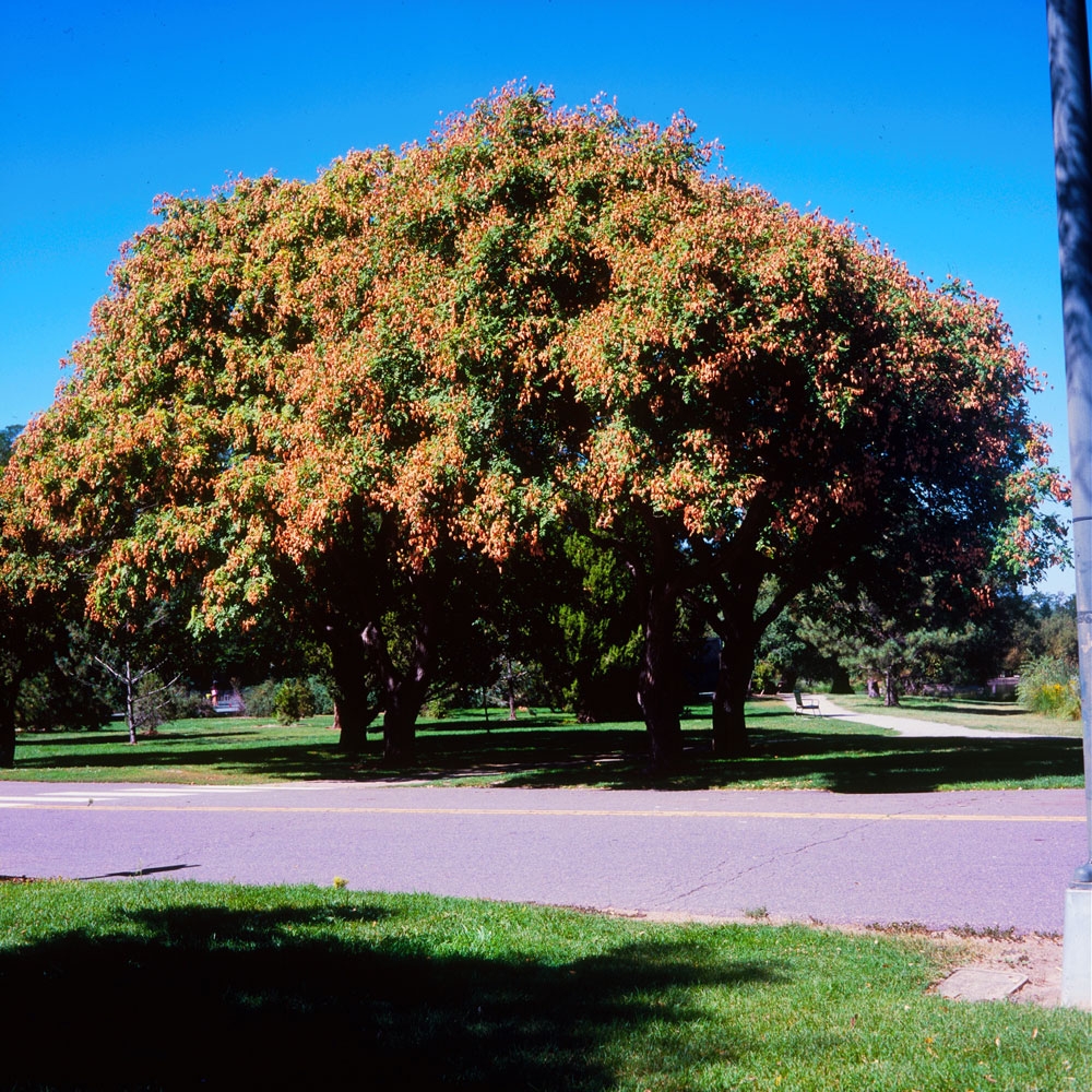 Golden Raintrees, 2016