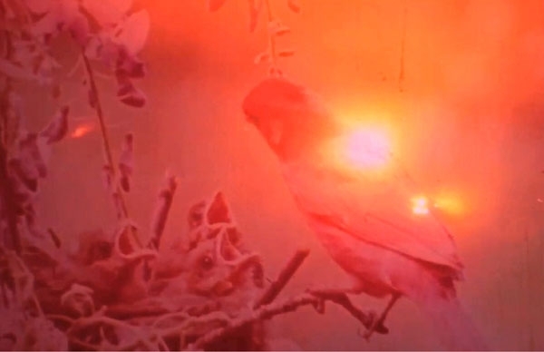 sunflare over bird at nest