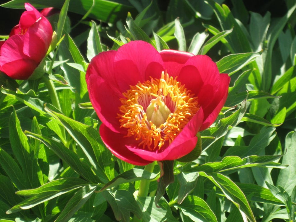 paeonia memorial gem