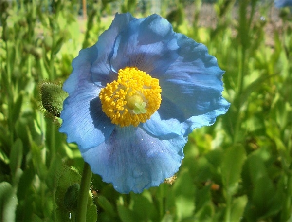 meconopsis betonicifolia at sedum acres