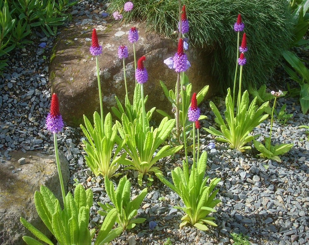 primula vialii at Dunedin Botanic Garden