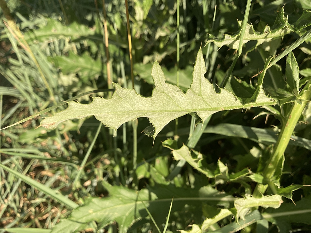 underside of leaf