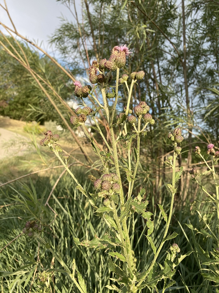 Canada thistle