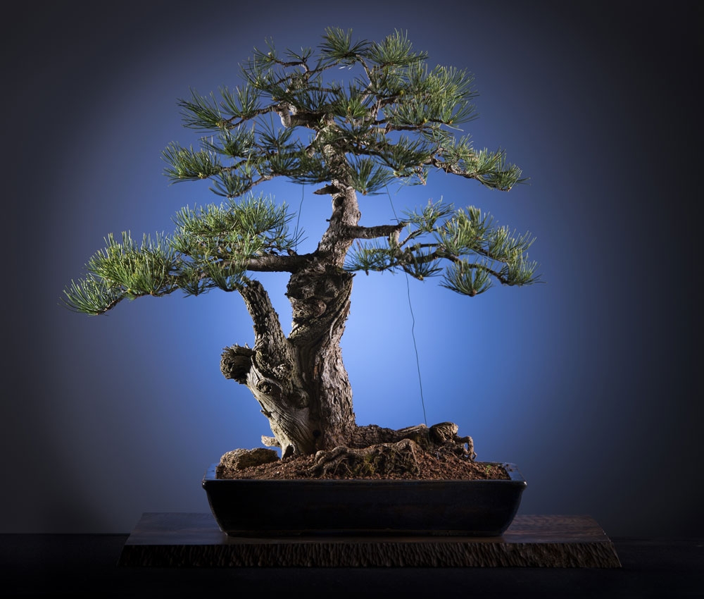 bonsai tree