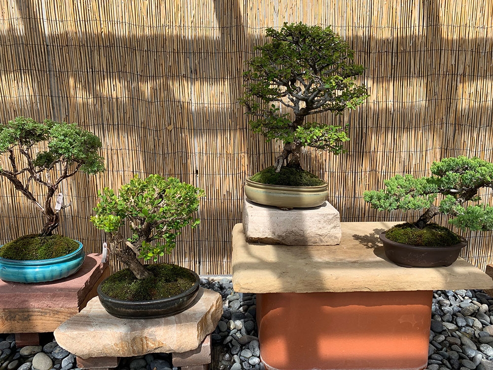 bonsai-pavilion_gallery3.jpg