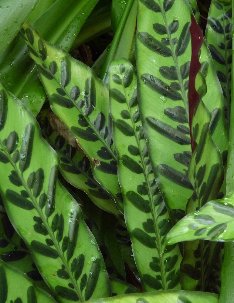 Calathea lancifolia