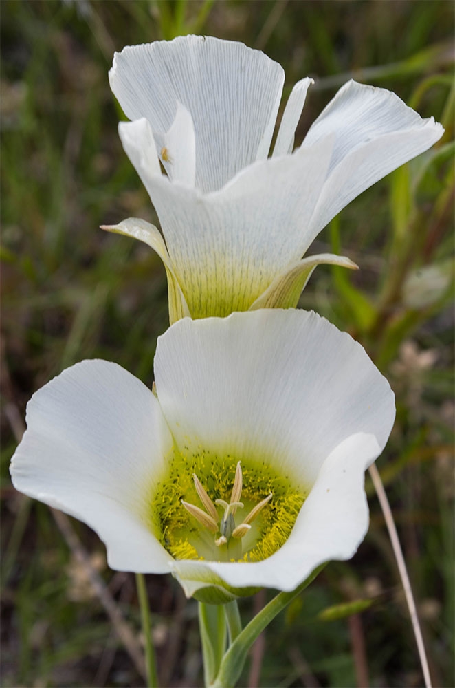 calochortus-gunnisonii_gallery3.jpg