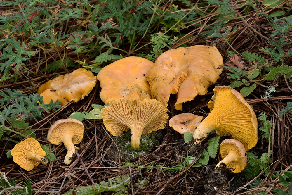 cantharellus-roseocanus_gallery.jpg